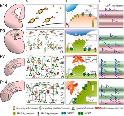 Gabaergic Interneurons in Early Brain Development: Conducting and Orchestrated by Cortical Network Activity